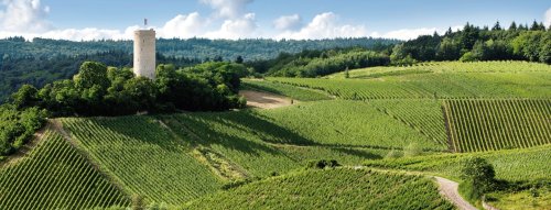 Weingut Robert Weil - skvelé rizlingy z Rheingau